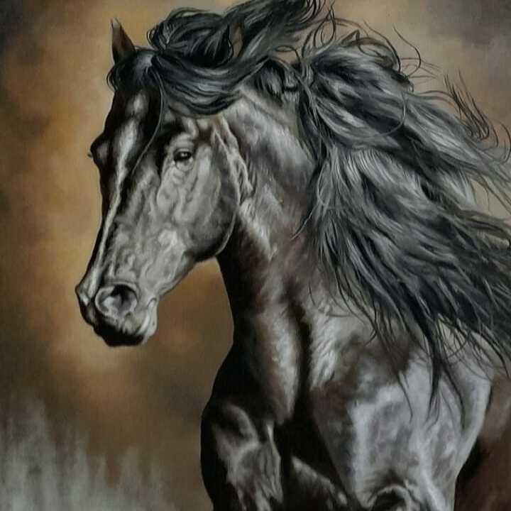 AngloArab, black 2021, 70x50cm, Oil on canvas