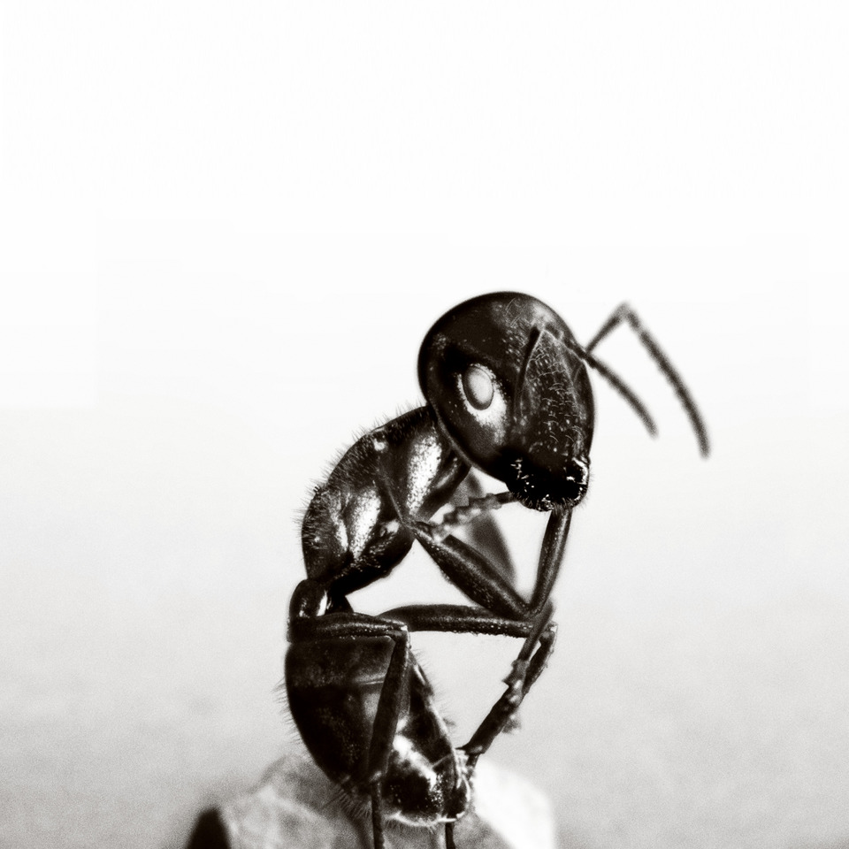 Präparied Ant on Stone, 2008-2019, 1x1x1 cm. Macrophotographie in Varius Size
